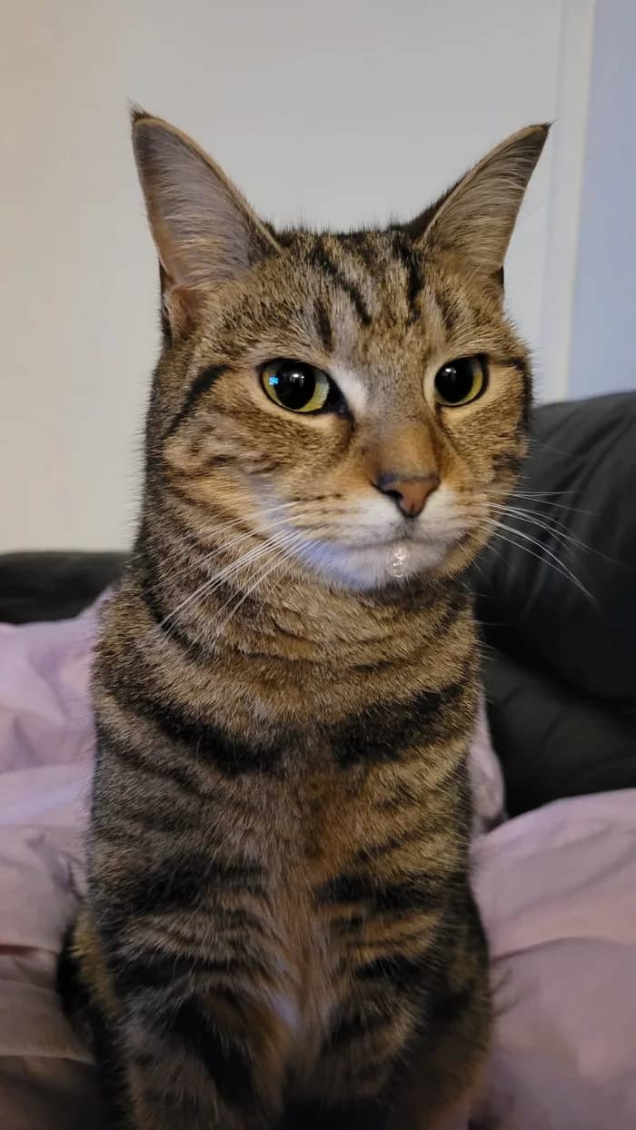 cat chilling