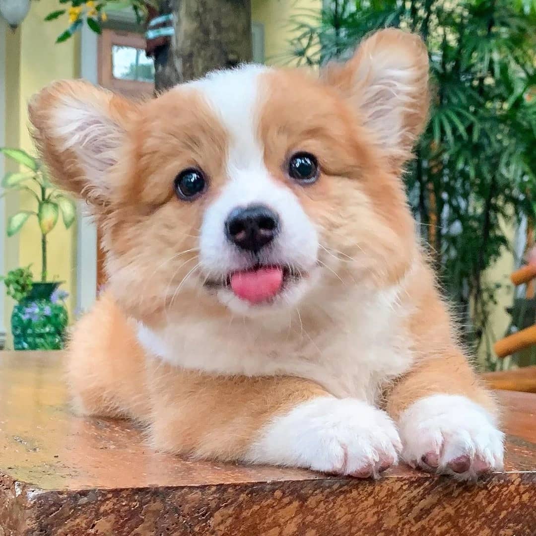 Dog chilling
