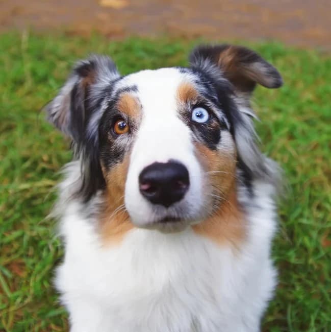 Original pet image